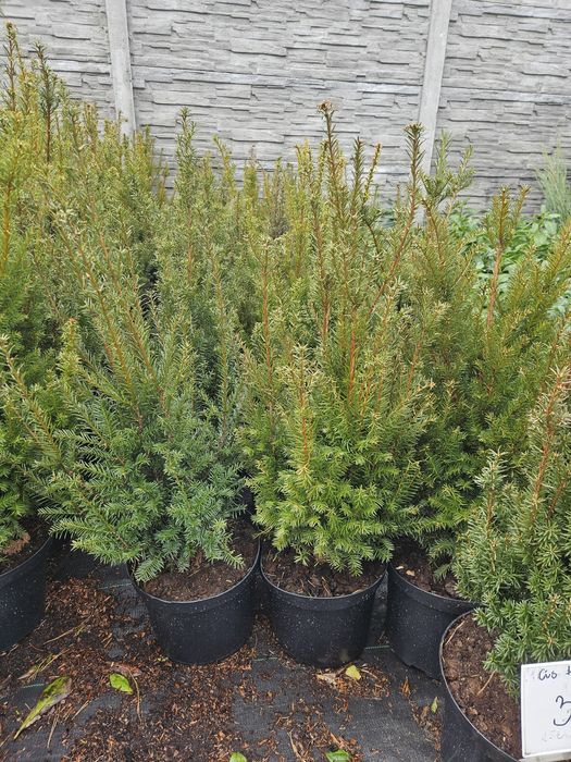 Cis Hicksii 80-90cm  100-110 cm