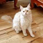 Piękna kotka rasy Maine Coon - Rodowód Fife/FPL