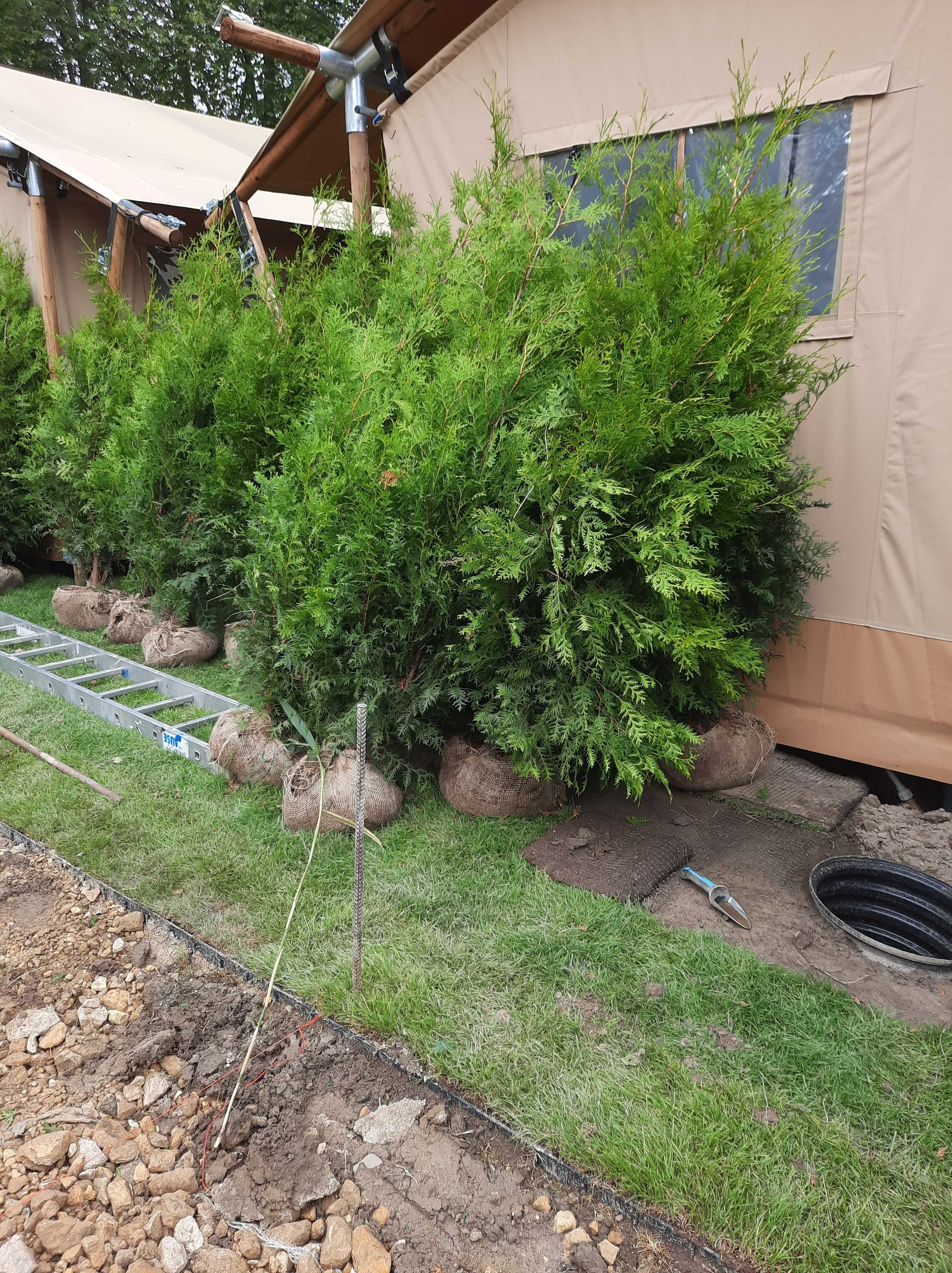 Tuja szmaragd, tuje od 80 do 250 cm! Thuja brabant do 270!