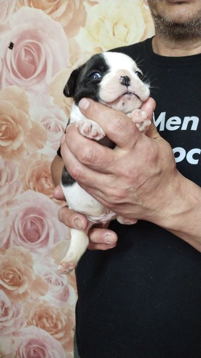 Шикарные французские малыши