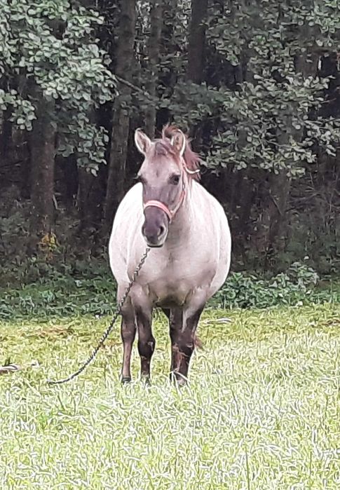 Klaczka konik polski bez próby