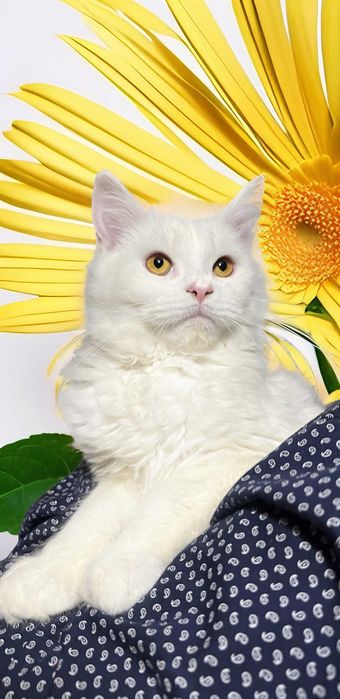 Maine Coon piękny z rodowodem