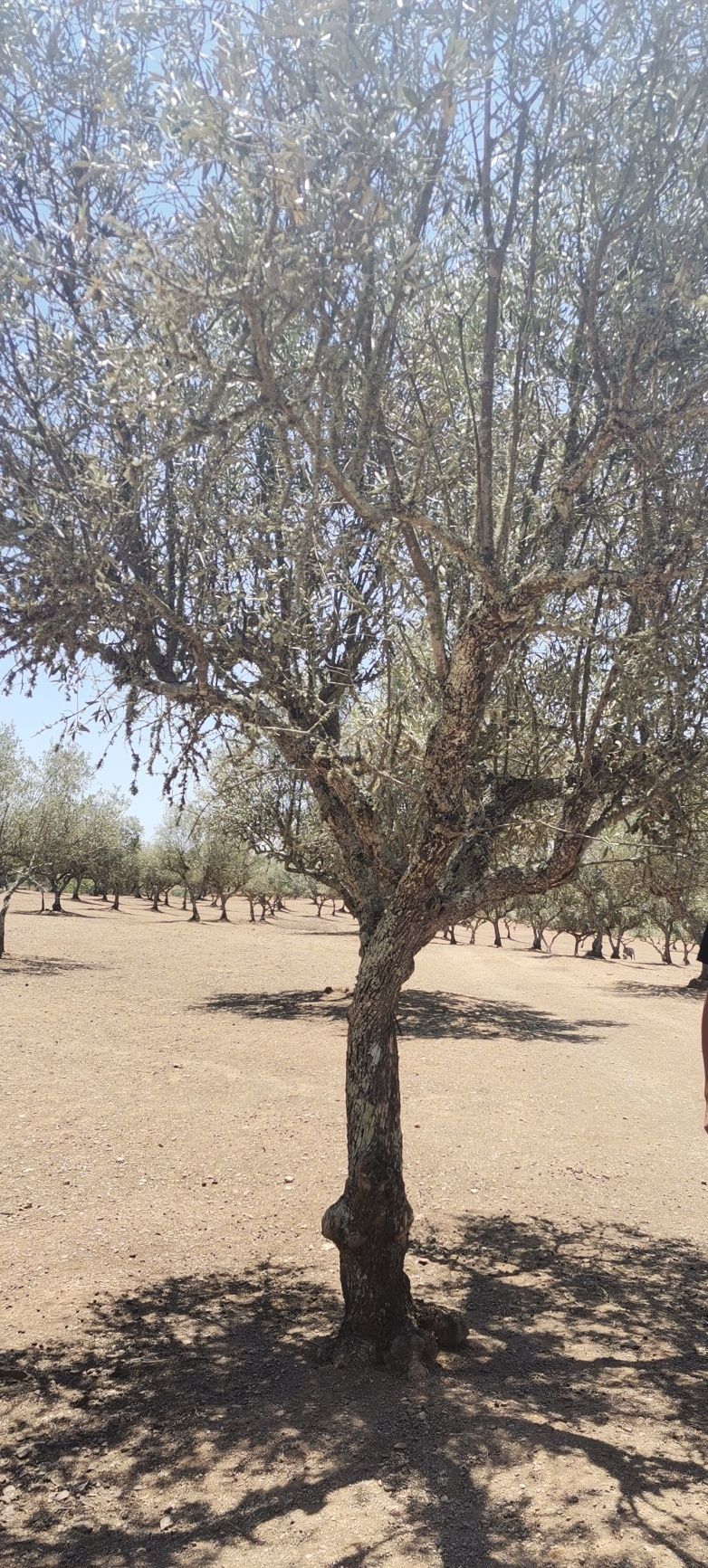 Oliveiras para jardinagem