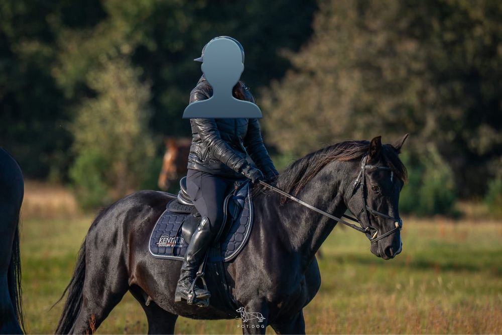 Wałach 7-letni - pilna redukcja stada