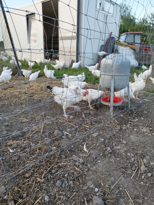 Nioski leghorn i rosa wysokoniesne