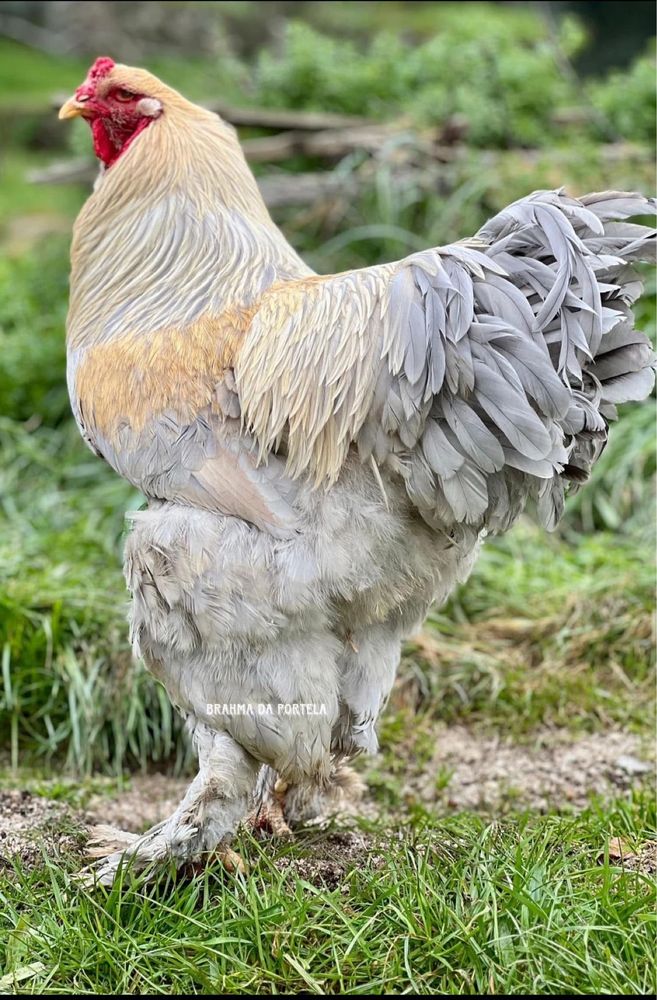 ( OVOS ) BRAHMA ISABELLA / BRAHMA AZUL / BRAHMA PERDIZ /