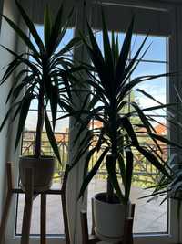 Yucca (mloda) 80 cm