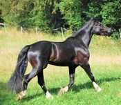 Ogier Kuc Walijski D ( Welsh Cob ) 152cm - 82pkt. Licencja