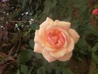 Rosa bem perfumada cor salmão