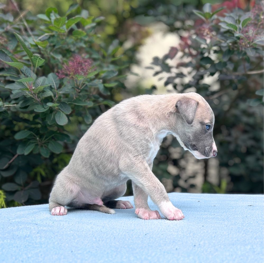 Whippet chart angielski
