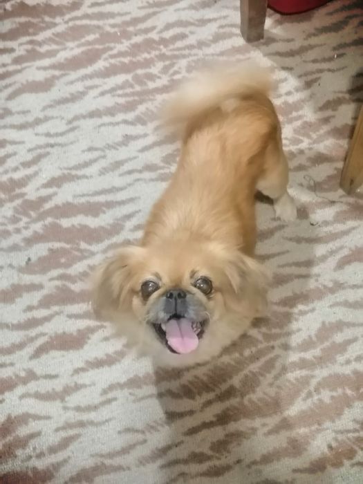 Гарна собачка-дівчинка