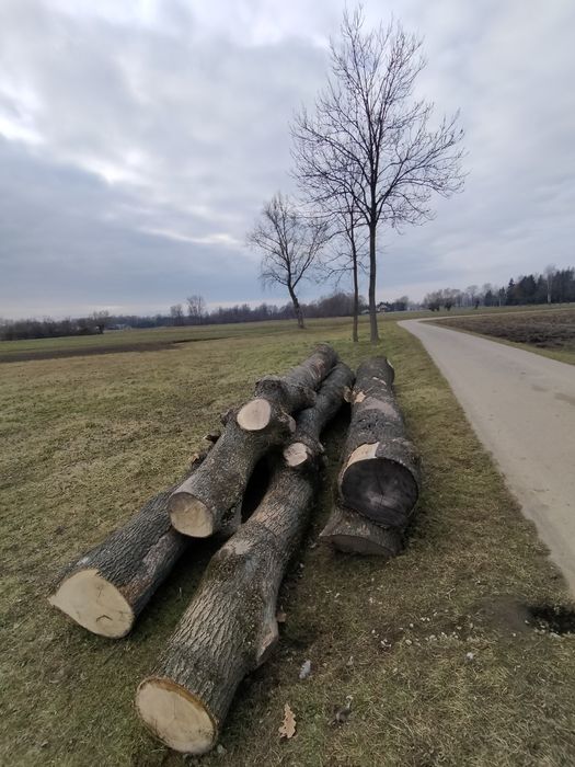 Kłody, jesion, deski