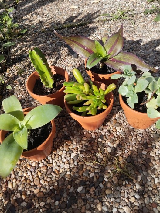Suculentas  mini e outras plantas para ofertas