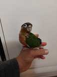 Aves pyrrhuras novas