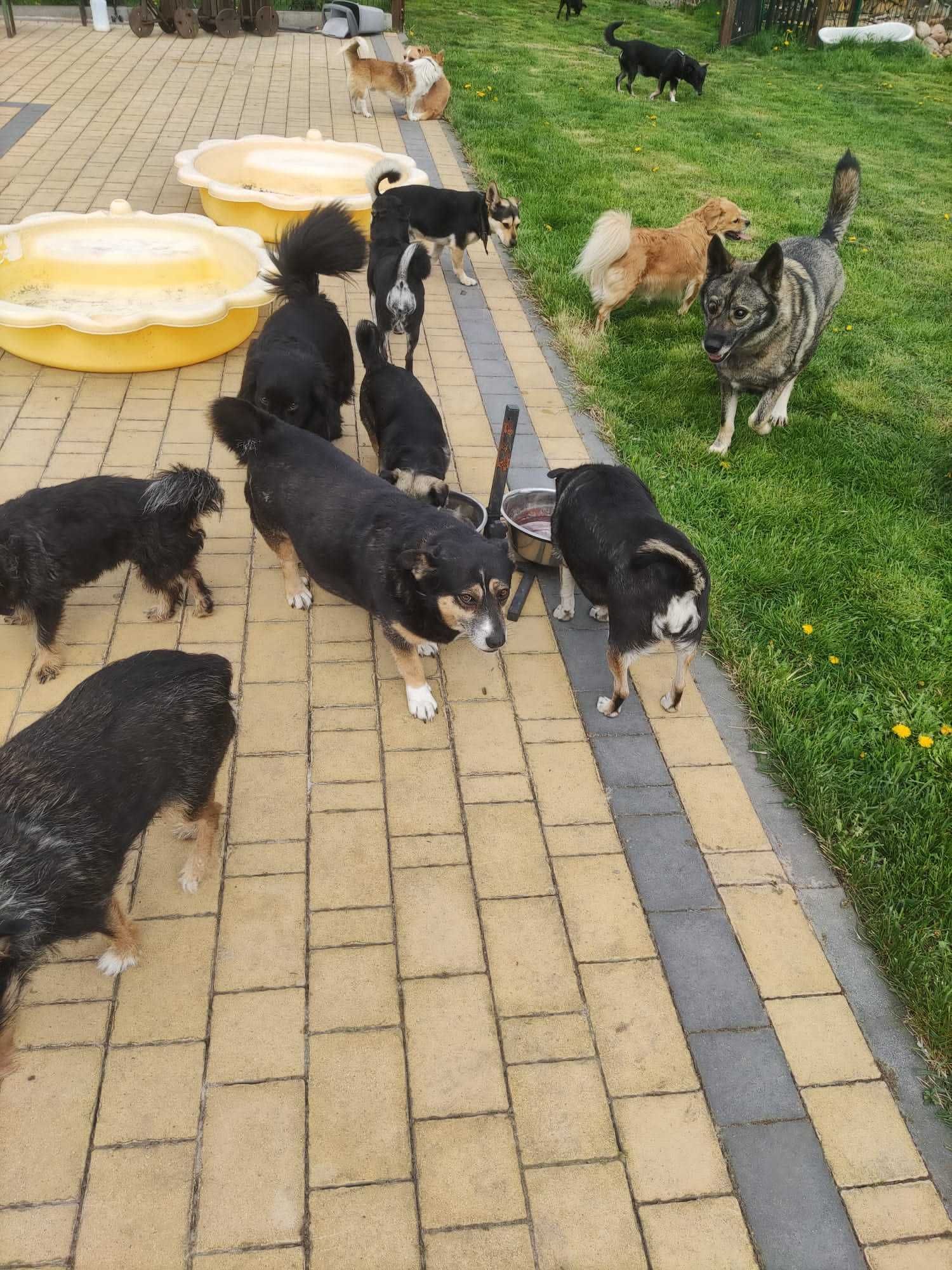 Fela - 9 letnia suczka uratowana z torów kolejowych