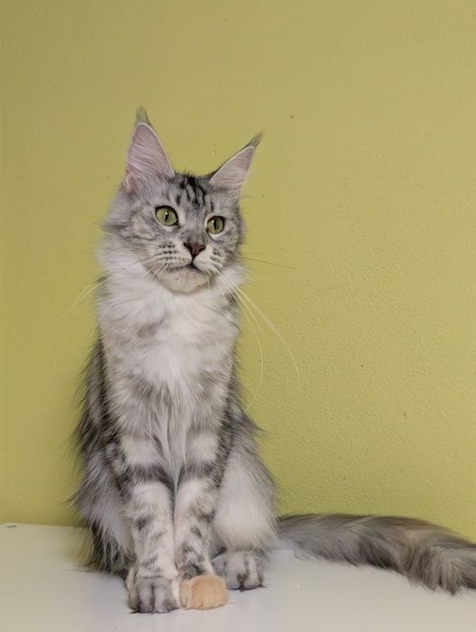 Jayzee kotka Maine Coon -adopcja płatna. Zapraszamy