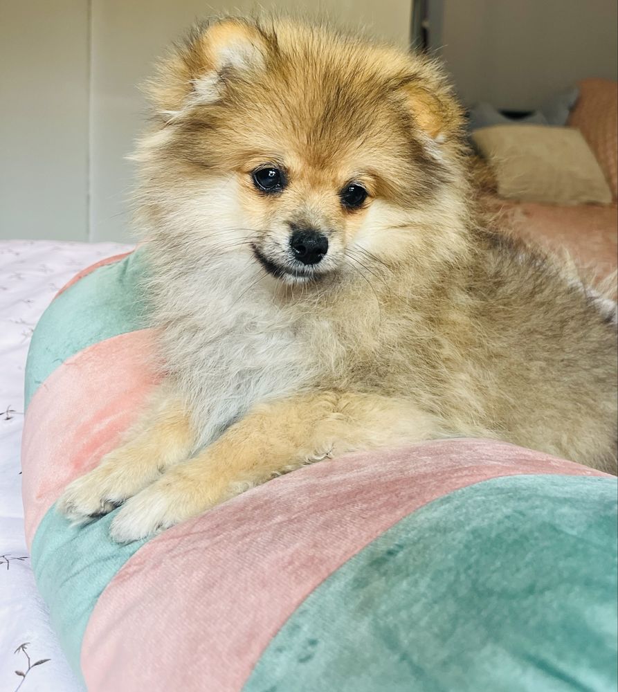 Pomeranian szpic miniaturowy suczka Ava przepiekny miś