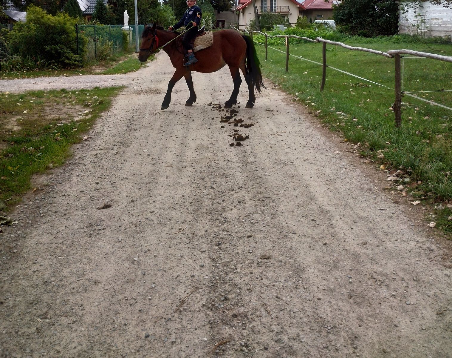 Klacz zimnokrwista typ Sokólski