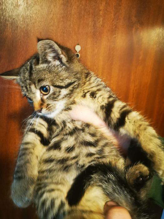 Oddam kocurka do dobrego domu