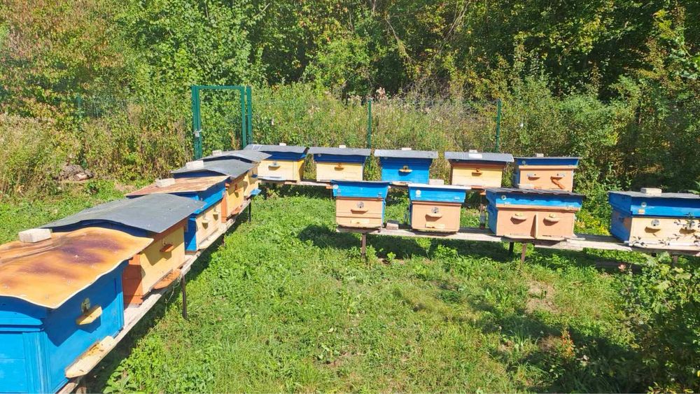 Продаються вулики діючі з бджолами в Посічі