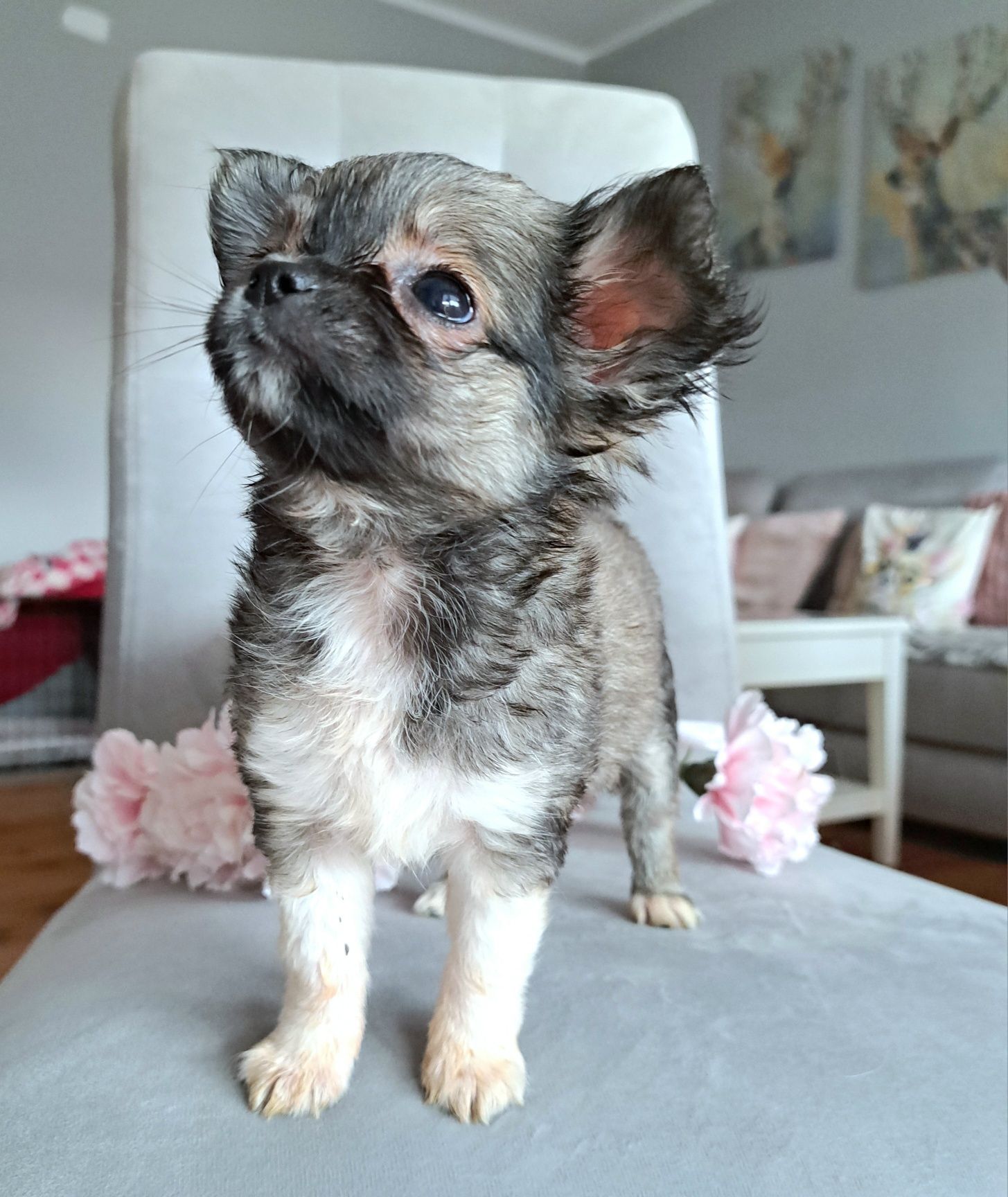 Sisi miniaturka dziewczynka długowłosa Chihuahua