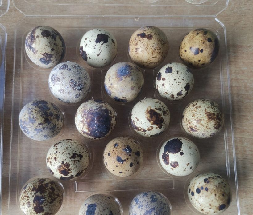 Jaja jajka przepiórcze konsumenckie i lęgowe Ekologiczene