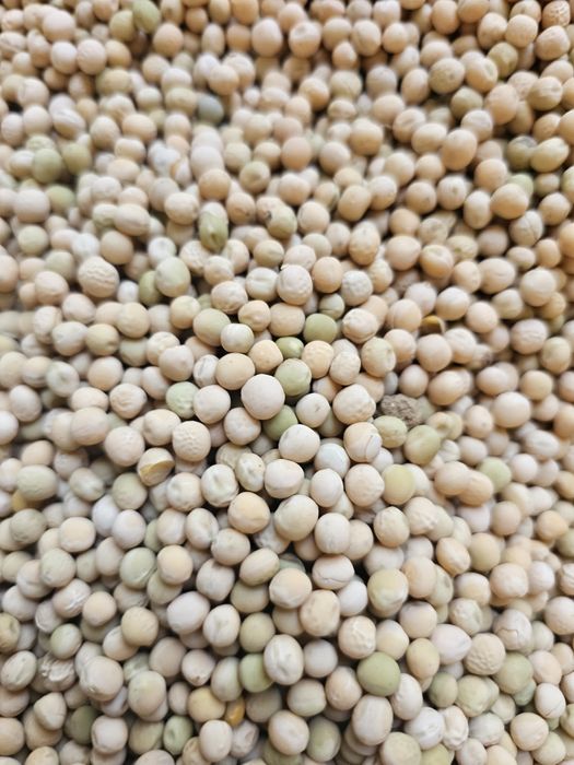 Groch ozimy Dexter rok po centrali