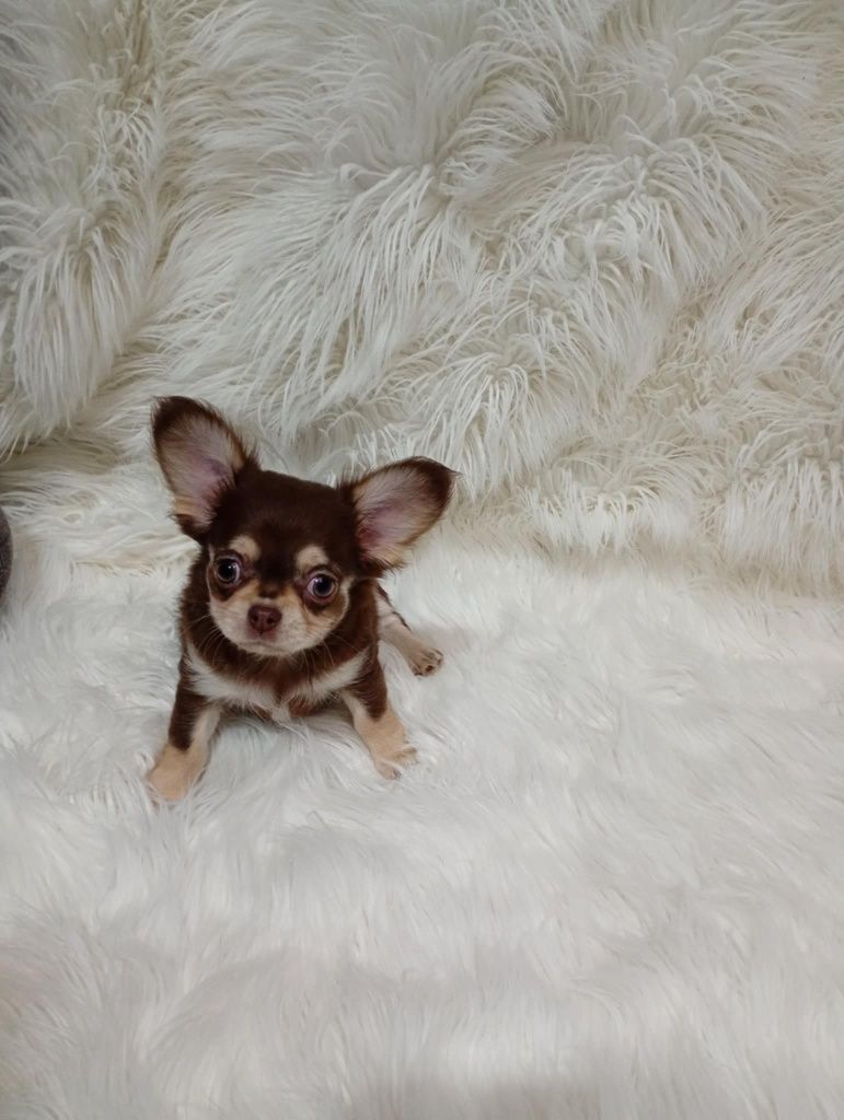Chihuahua długo włosy czekoladowy chlopak