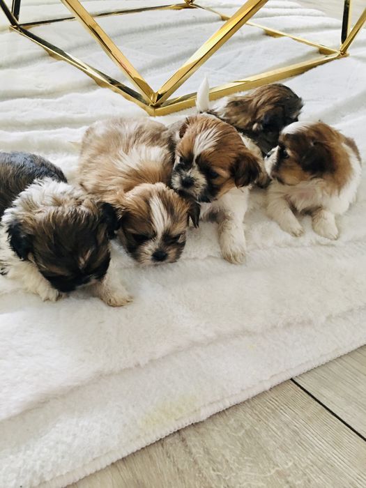 Shih tzu szczeniaczek do rezerwacji