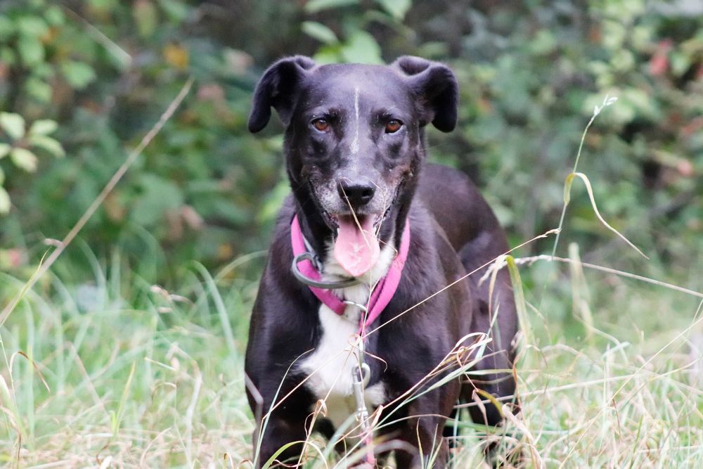 Czekoladowa Bora do adopcji