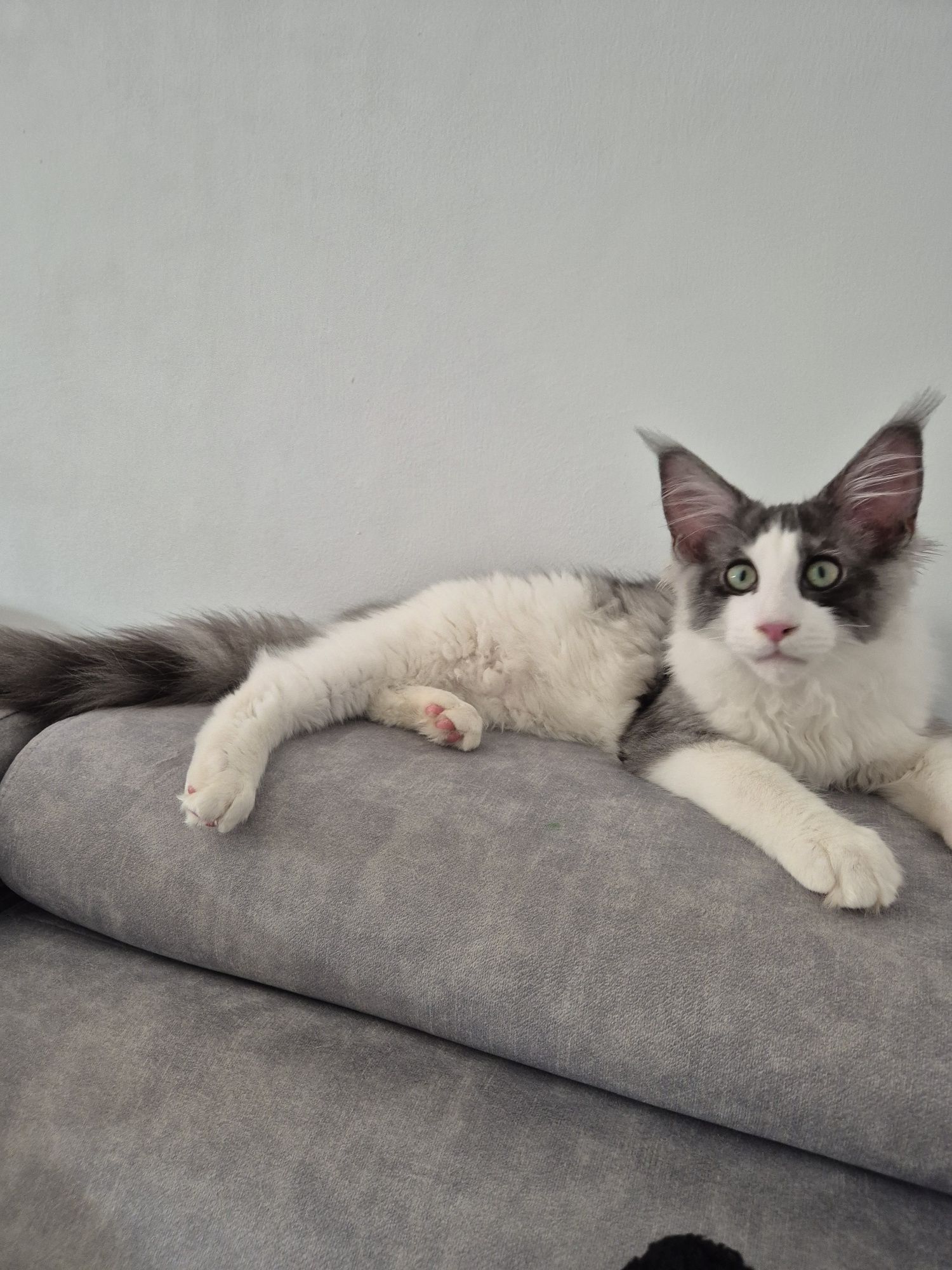 Maine Coon kocurek 5-mies