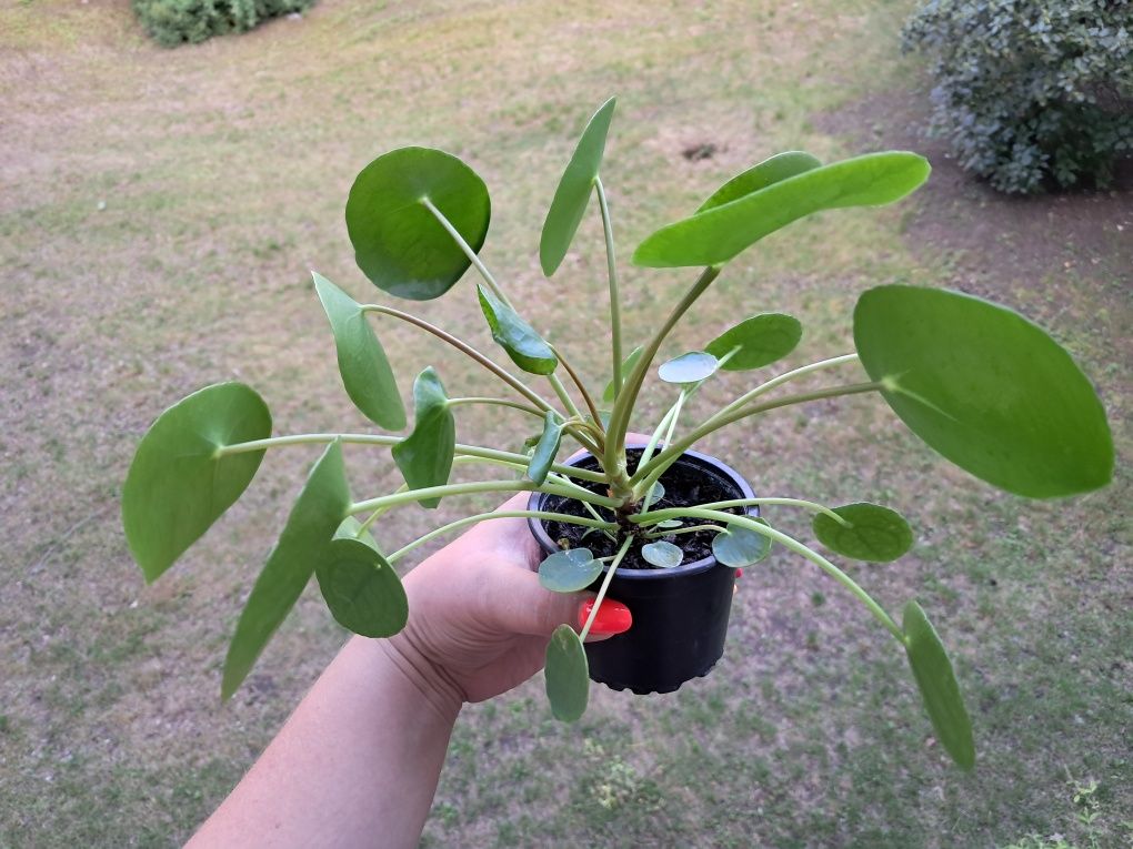 Pieniążek pilea peperomioides