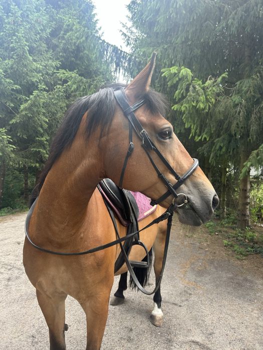 Spdzedam 14 letnia klacz