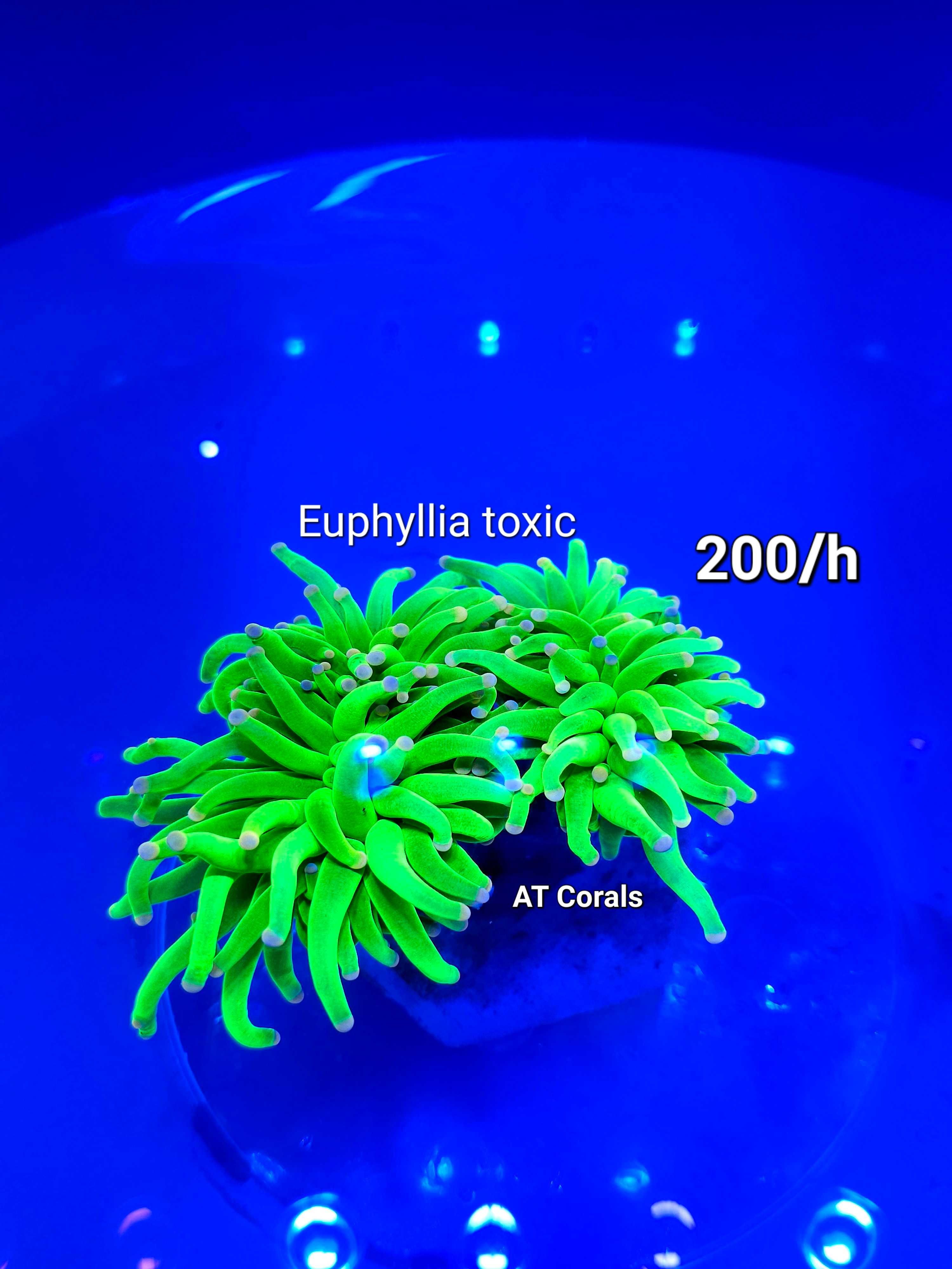 Euphyllia toxic / Koralowiec / Akwarystyka morska