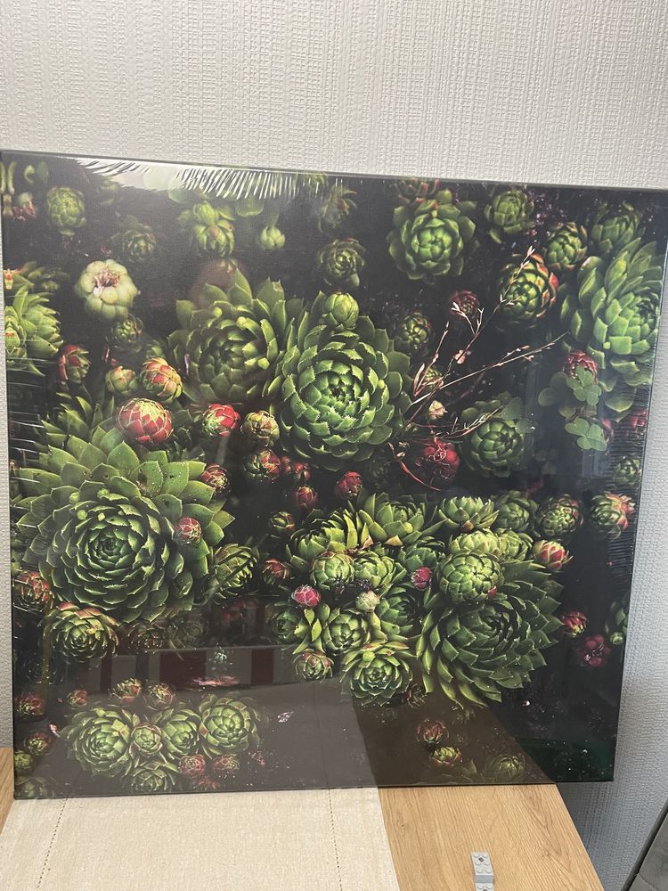 Obraz na płótnie zielono czarny botaniczny sukulenty 60 x 60 cm nowy