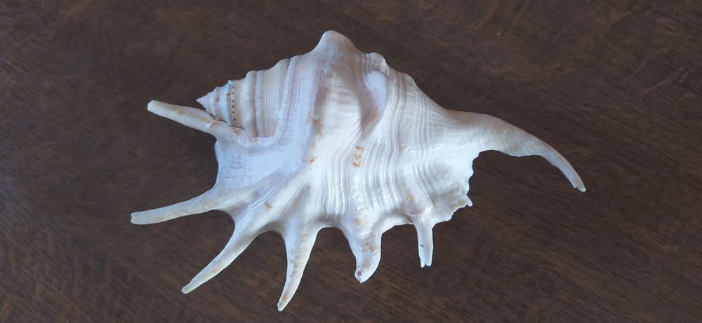 Продам морську мушлю