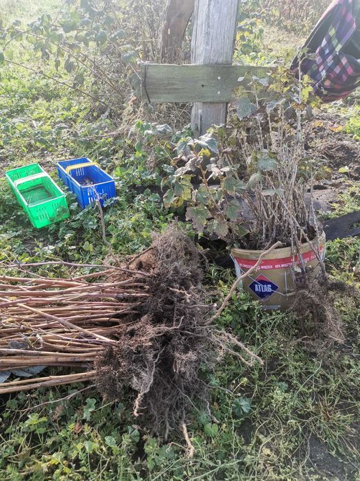 Sadzonki malin-jesiennej/letniej