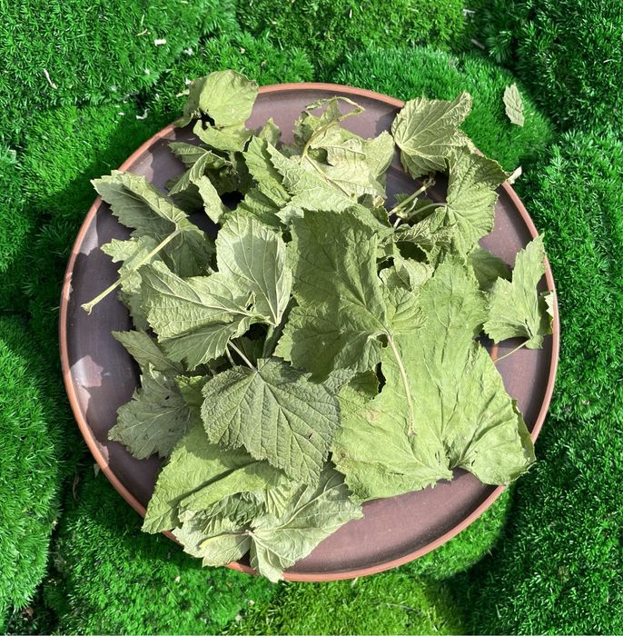 Листя смородини , смородина лист