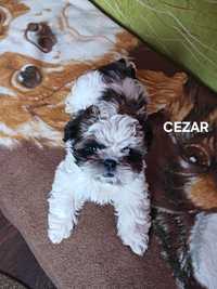 Piękny Piesek SHIH-TZU ostatni z miotu