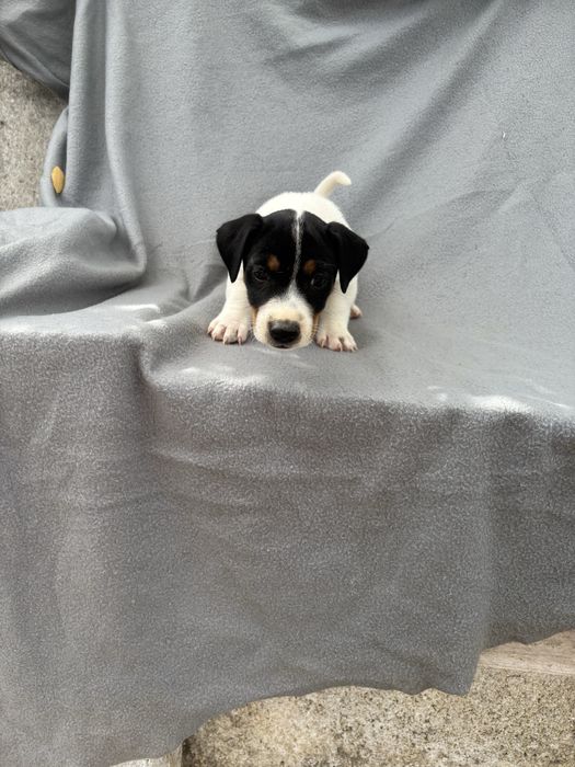 Jack Russell terrier