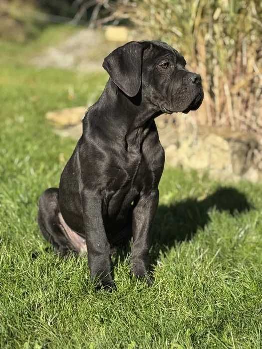 Cane Corso czarny uroczy samiec Merlin ZKwP/FCI