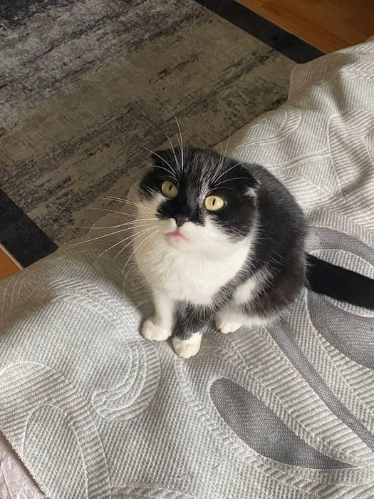 Шотландська висловуха кішка Марго шукає дім