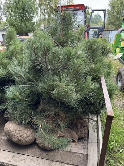 Sosna czarna formowana Pinus Nigra 110-180cm dowóz