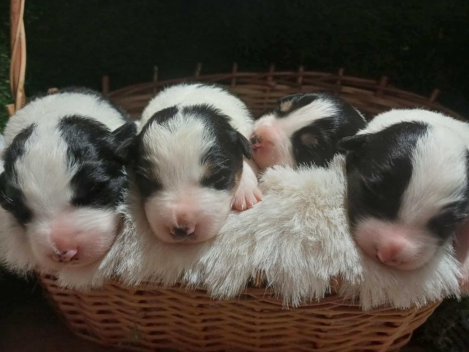 Border Collie Szczeniak z rodowodem, pies wychowany w domu.