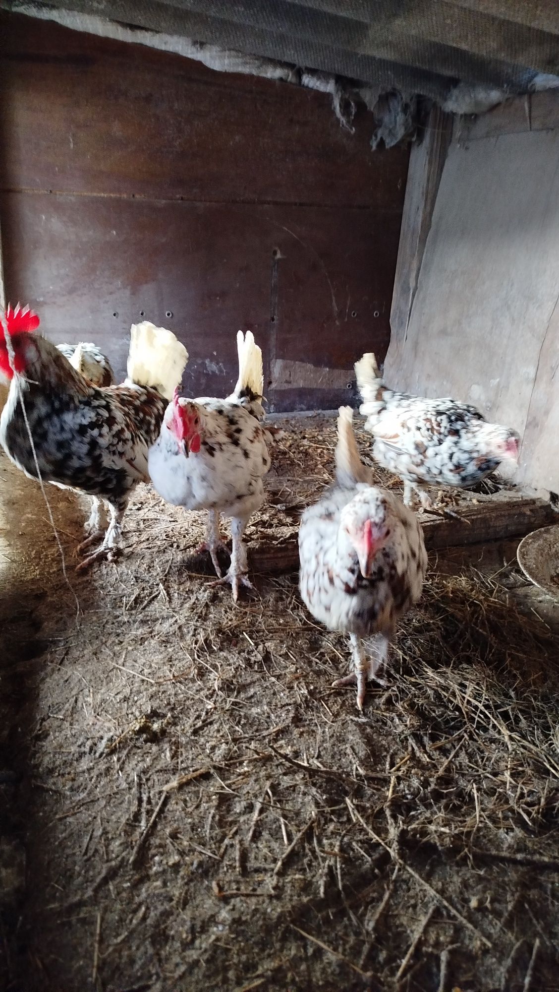 Продам кури американки