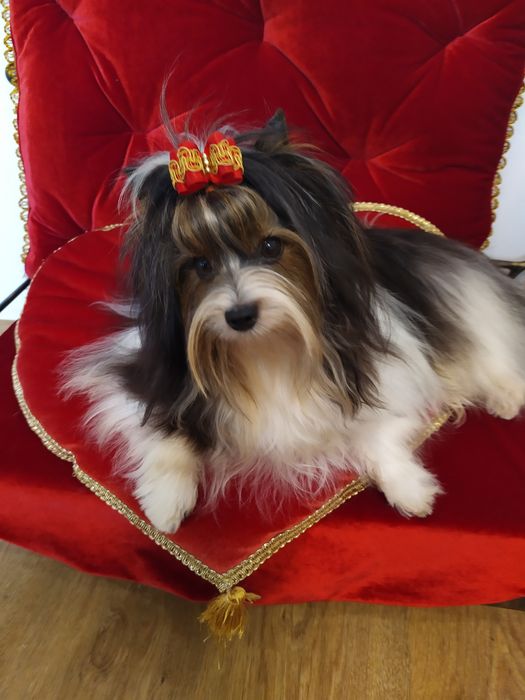 ZkwP /FCI z metryką Biewer Yorkshire terrier, i samczyk .