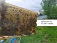 Бджолопакети бджолосім'ї бджоли 250шт
