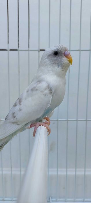 8 Periquitos australianos