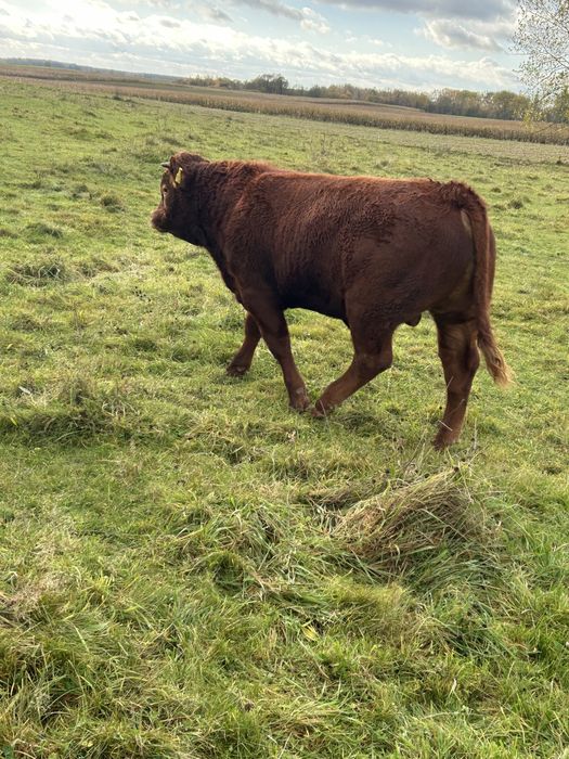 Byk LM na sprzedaż do dalszego chowu