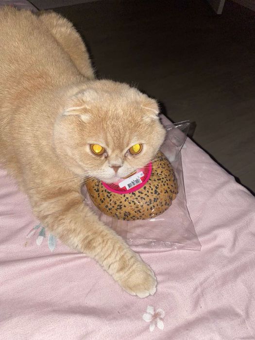 Віддам в добрі руки